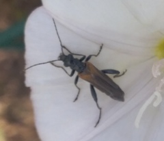 Oedemera simplex