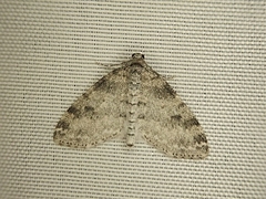 Lobophora nivigerata