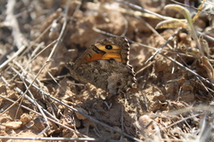 Hipparchia pellucida