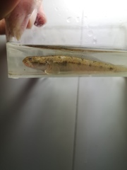 Apocryptodon punctatus