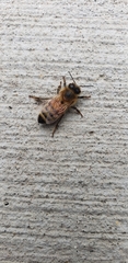 Apis mellifera