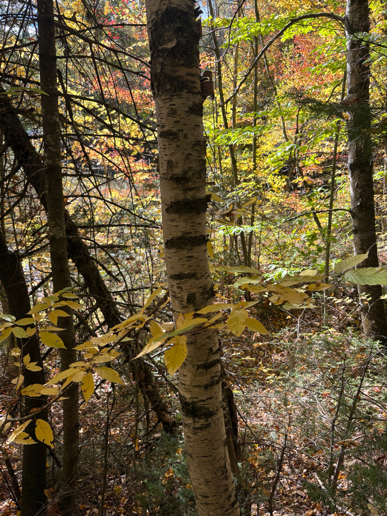Through white birch trunks, a valley woodland of yellow, orange and red crowns with fallen leaves on the slope.