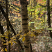 Birch woods above a river, Tewkesbury · October 3, 2026 · tiagofb · 2 saved views