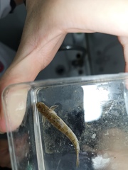 Apocryptodon punctatus