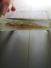 Apocryptodon punctatus