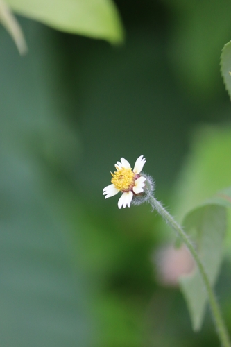Tridax Daisy