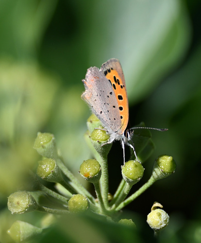Small Copper