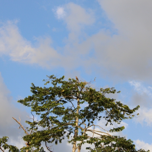 Savanna Hawk