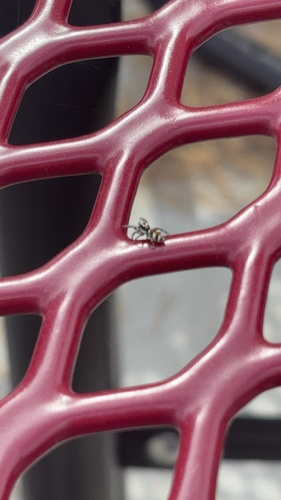 Zebra Jumping Spider