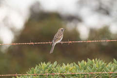 Gliciphila melanops
