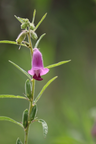 Sesamum indicum malabaricum
