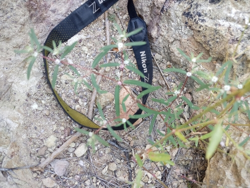 Euphorbia observed 2026-10-03