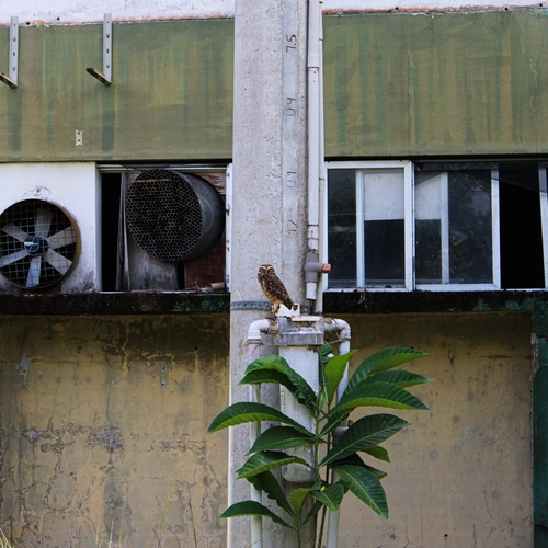 Burrowing Owl