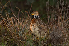 Pedionomus torquatus