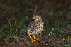 Pedionomus torquatus