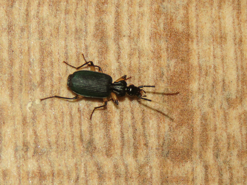 Helluomorphoides