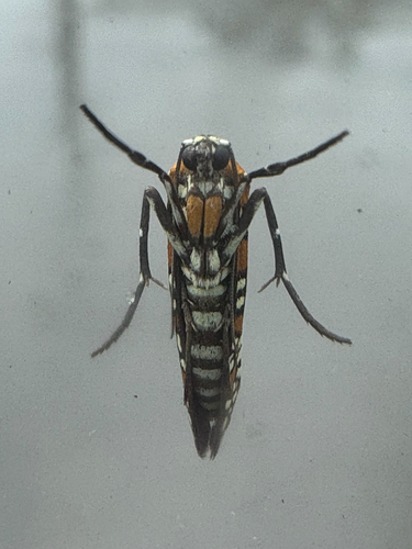 Ailanthus Webworm Moth