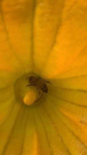 Western Honey Bee