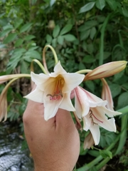 Crinum bulbispermum