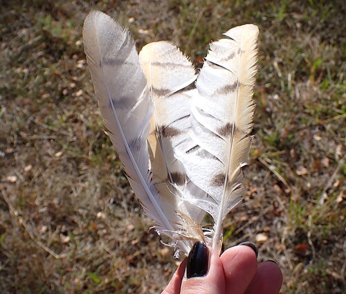 Plume de Effraie des clochers