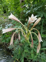 Crinum bulbispermum