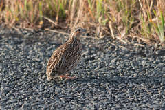 Coturnix pectoralis