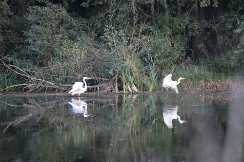 Great Egret