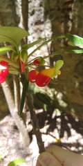 Impatiens niamniamensis