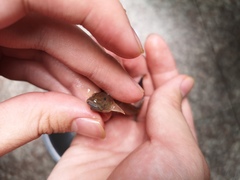 Acanthogobius elongatus