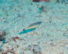 Pseudojuloides cerasinus