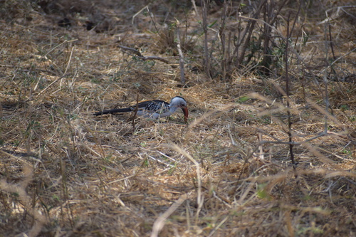 iNaturalist image