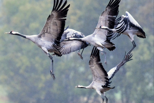 Common Crane