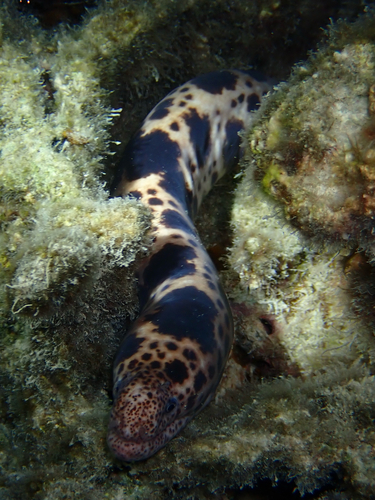 Uropterygius observed 2026-10-02