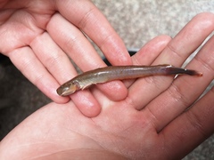 Acanthogobius elongatus