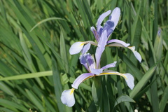 Iris pseudonotha
