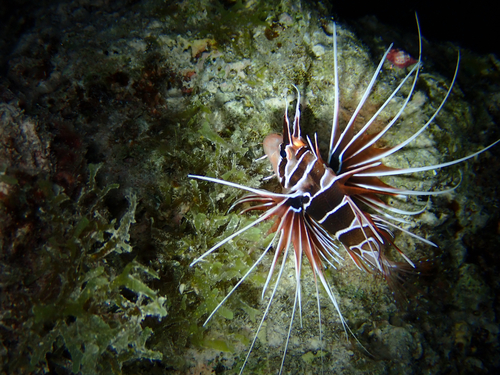 Pterois radiata observed 2026-10-02