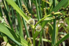 Sparganium erectum neglectum