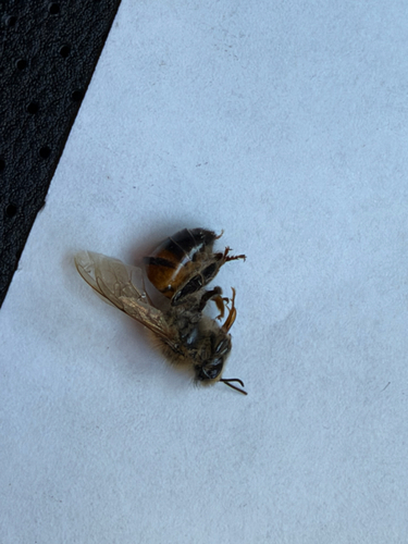 Western Honey Bee
