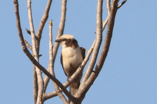 iNaturalist image
