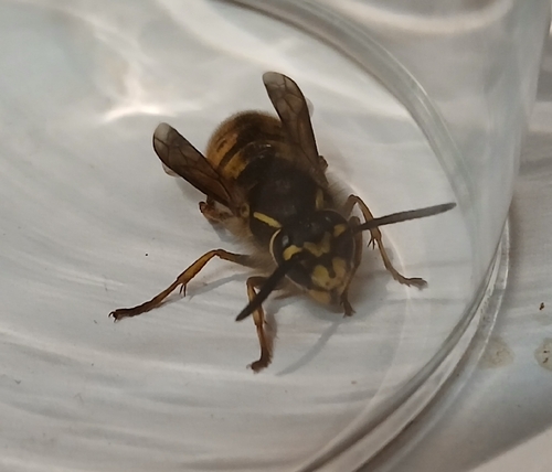 Common European Yellowjacket