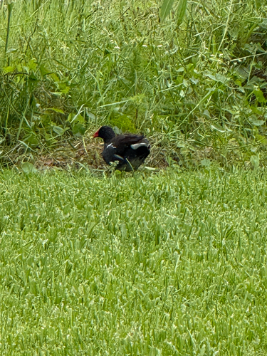 Common Gallinule