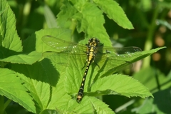 Nihonogomphus ruptus
