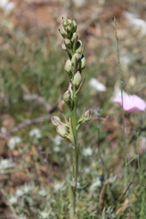 Himantoglossum caprinum