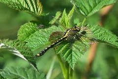 Nihonogomphus ruptus