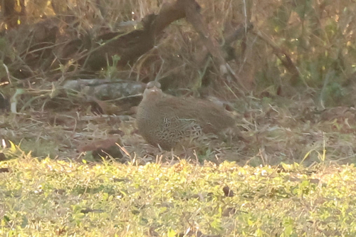 iNaturalist image