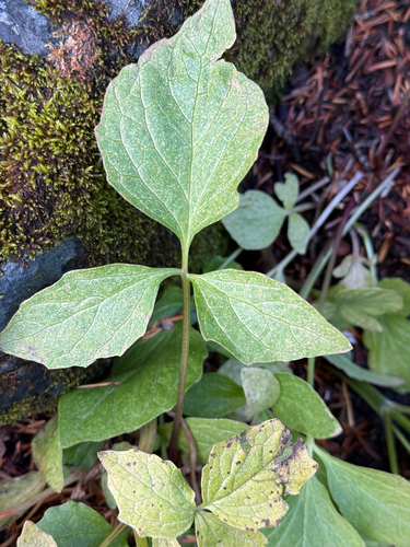 Valeriana sitchensis, 2026-10-03