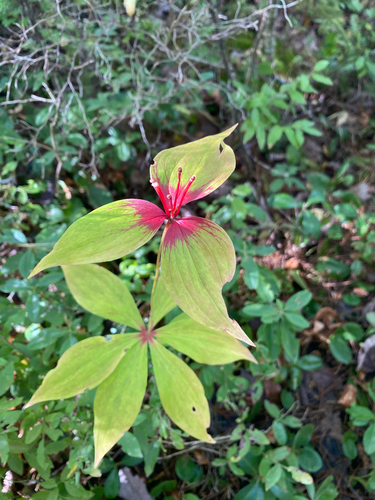 Cucumber Root