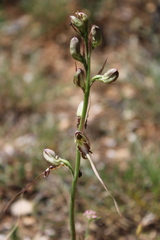 Himantoglossum caprinum