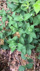 Teucrium scorodonia