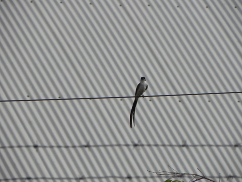 Fork-tailed Flycatcher